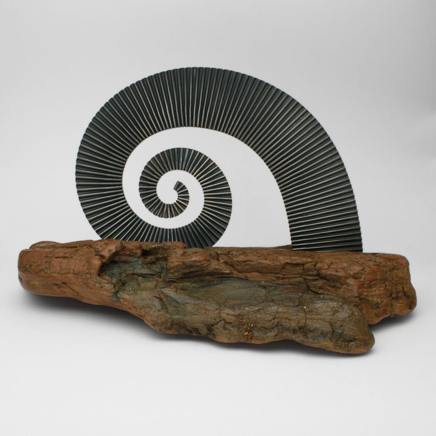 Dark silver ammonite sculpture on driftwood