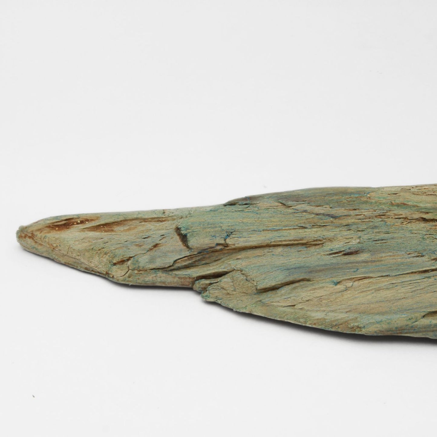 Ammonite bowl on driftwood