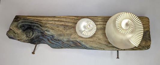 2 ammonite bowls on driftwood