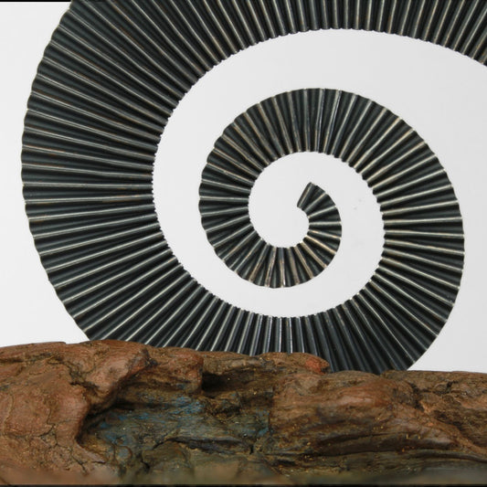 Dark silver ammonite sculpture on driftwood